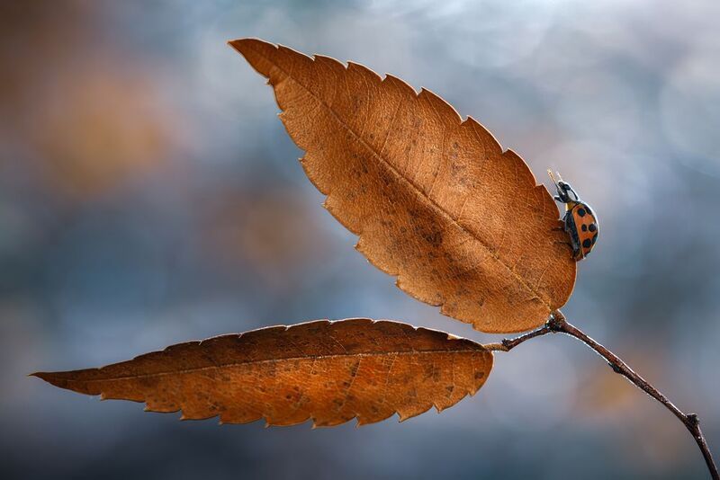 ladybug, autumn, leaf, ladybird, bokeh, beetle, insect, flower, macro, bugs, ladybird, An autumn pilgrimage фото превью