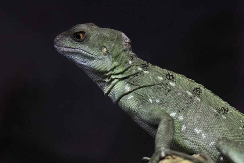 Green crested basilisk фото превью
