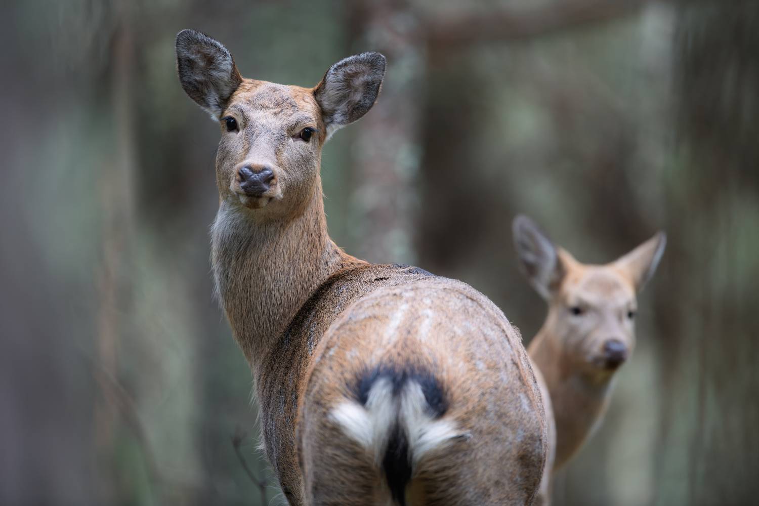 олень, пятнистый олень, олень, гон, осень, беларусь, belarus, deer, wildlife, forest, nature, дикие животные, лес,, Дмитрий Федорако