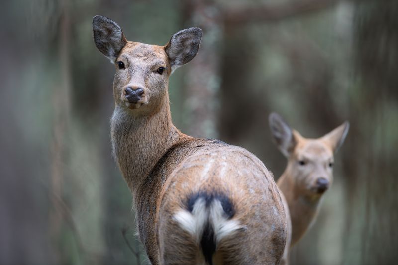 олень, пятнистый олень, олень, гон, осень, беларусь, belarus, deer, wildlife, forest, nature, дикие животные, лес, Взгляд фото превью