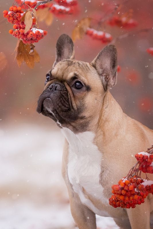 Ягодка фото превью