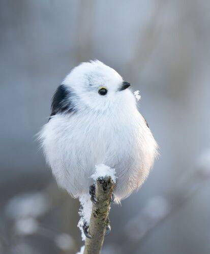 Комочек снега