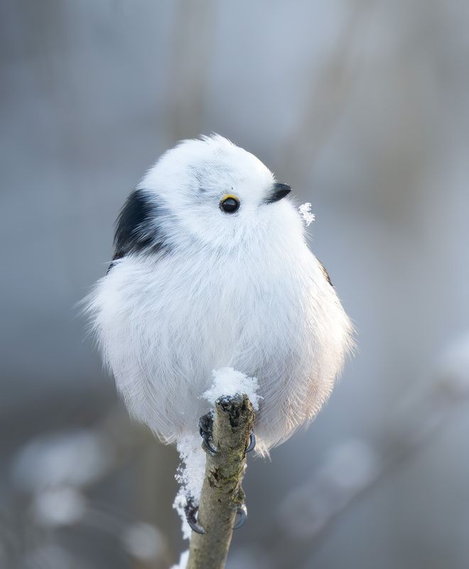 птица, ополовник Комочек снега фото превью