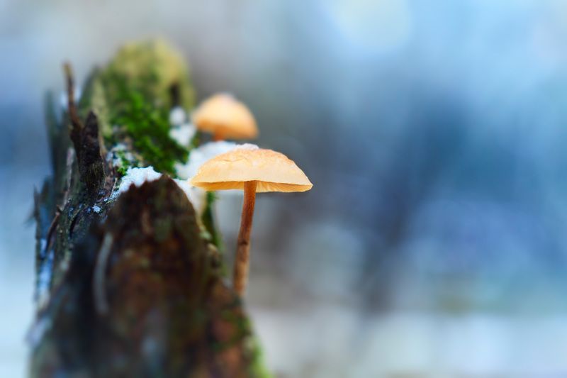 Грибочки фото превью