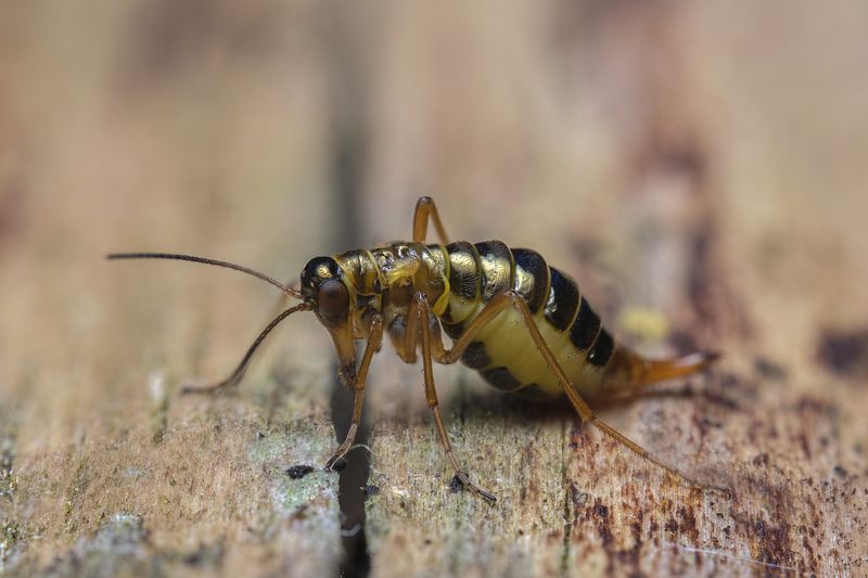 Female Snow Scorpion Fly (Boreus westwoodi) фото превью