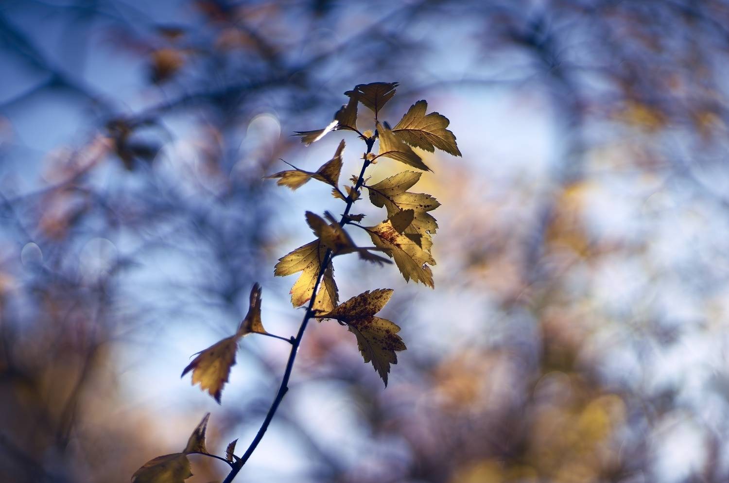 , Орлов Олег