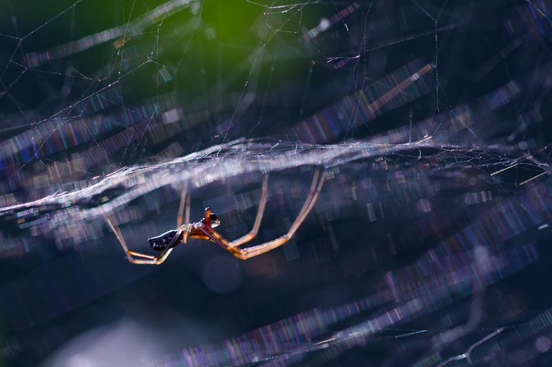 макро, паук, spider, macro Свет в крошечном мире фото превью