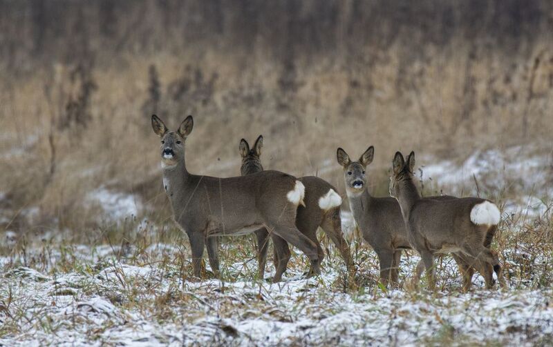 Маленькие оленьки :) фото превью