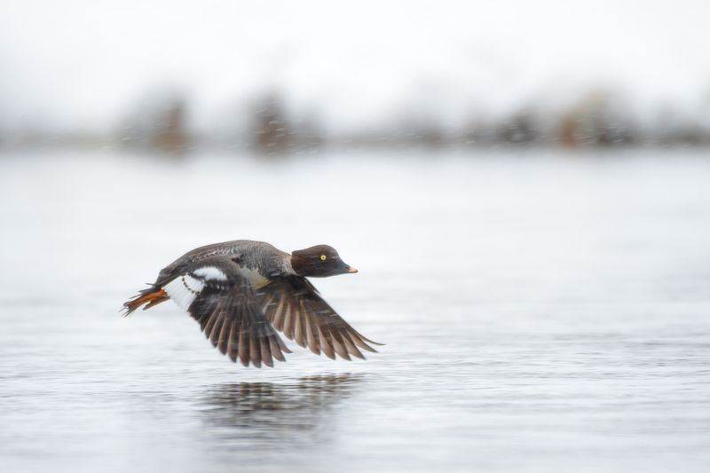 гоголь обыкновенный, полёт, снег, снегопад, весна, апрель Навстречу метели фото превью