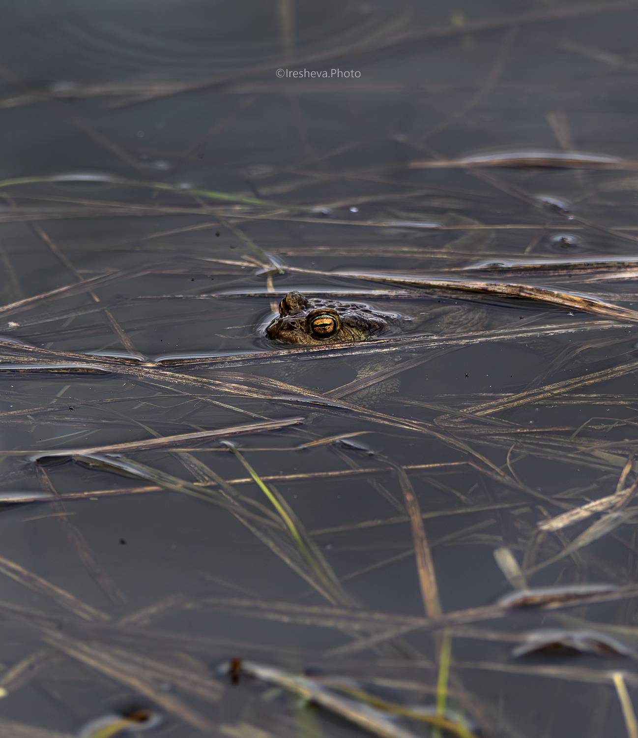 Жаба, Ирешева Мария