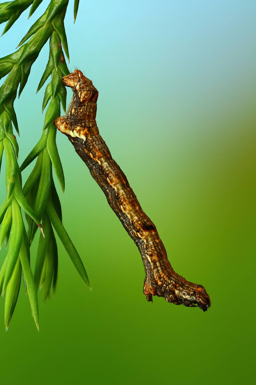 макро, природа, животное, растение, цвет, фото, зеленый, гусеница, трава, Шаповалов Андрей