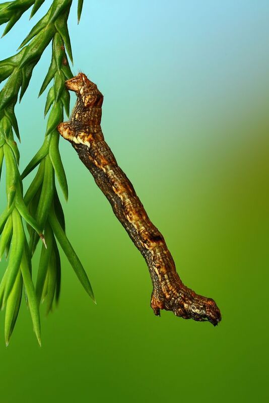 макро, природа, животное, растение, цвет, фото, зеленый, гусеница, трава Палочка фото превью