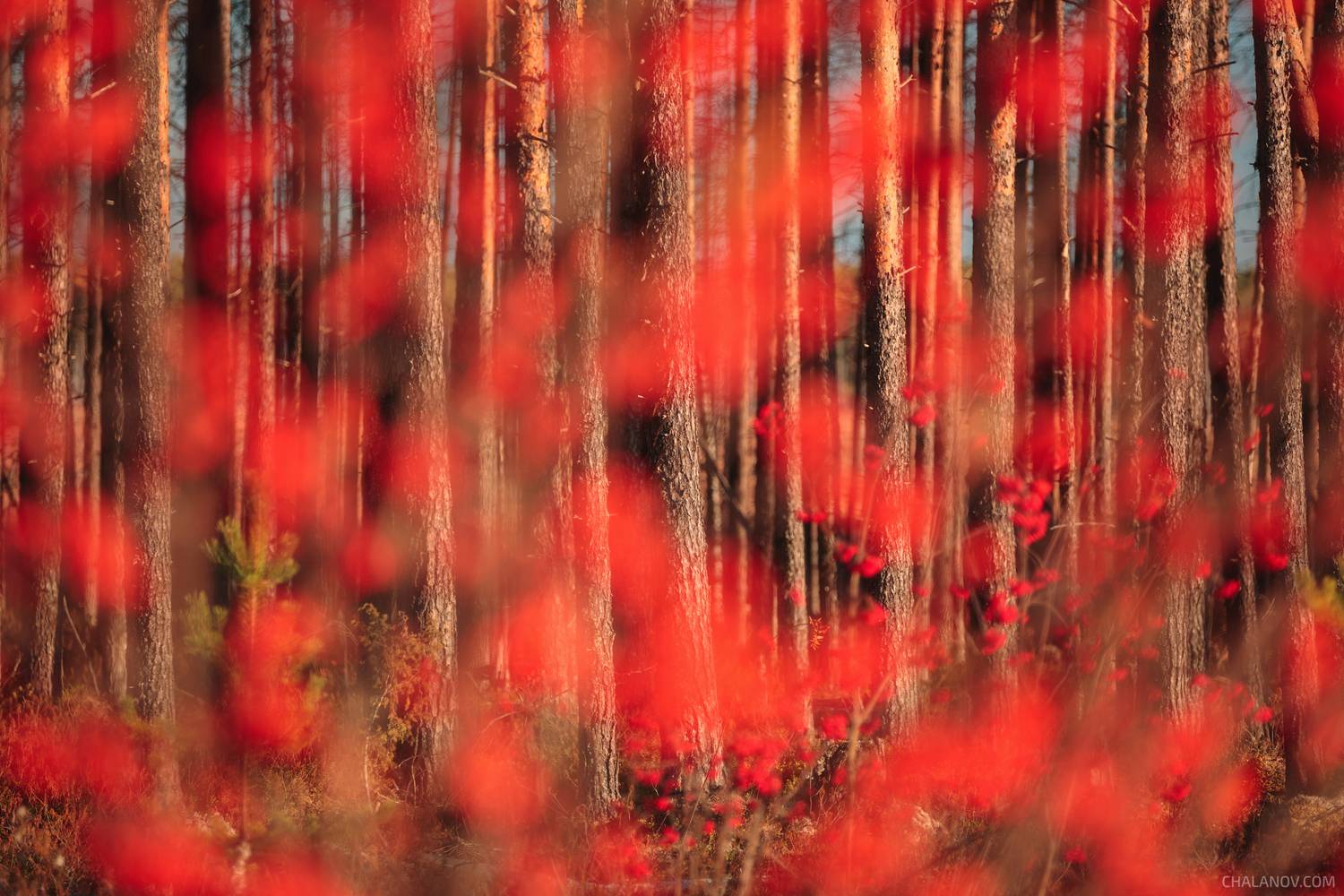 пейзаж, сосны, рябина, ягоды, осень, Иван Чаланов