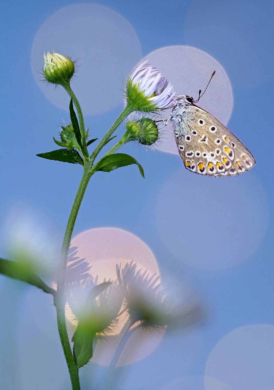 , Чепленко Алексей