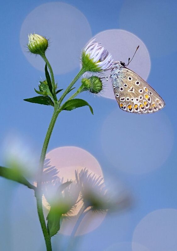 *** фото превью