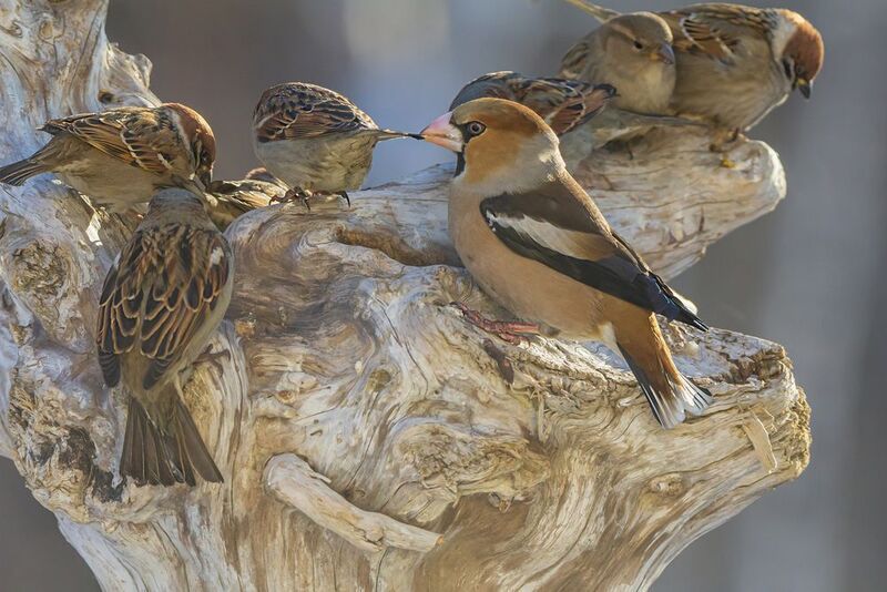 воробьи, дубонос Подвинься! фото превью