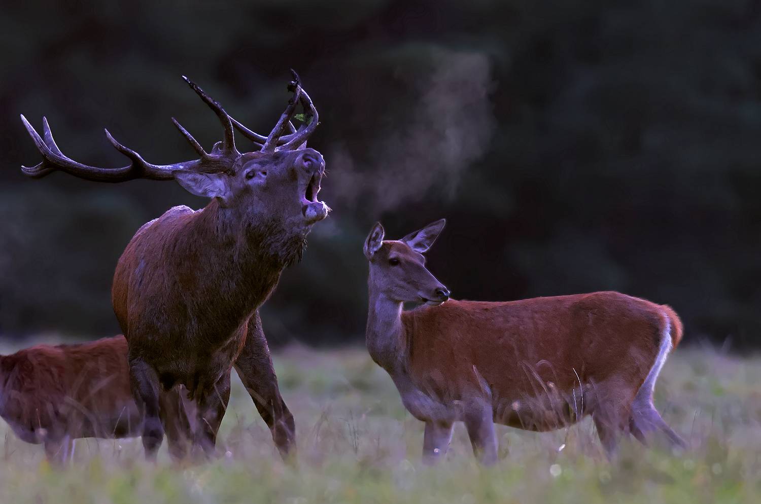 Олень, сентябрь, любовь, Елисеев Дмитрий