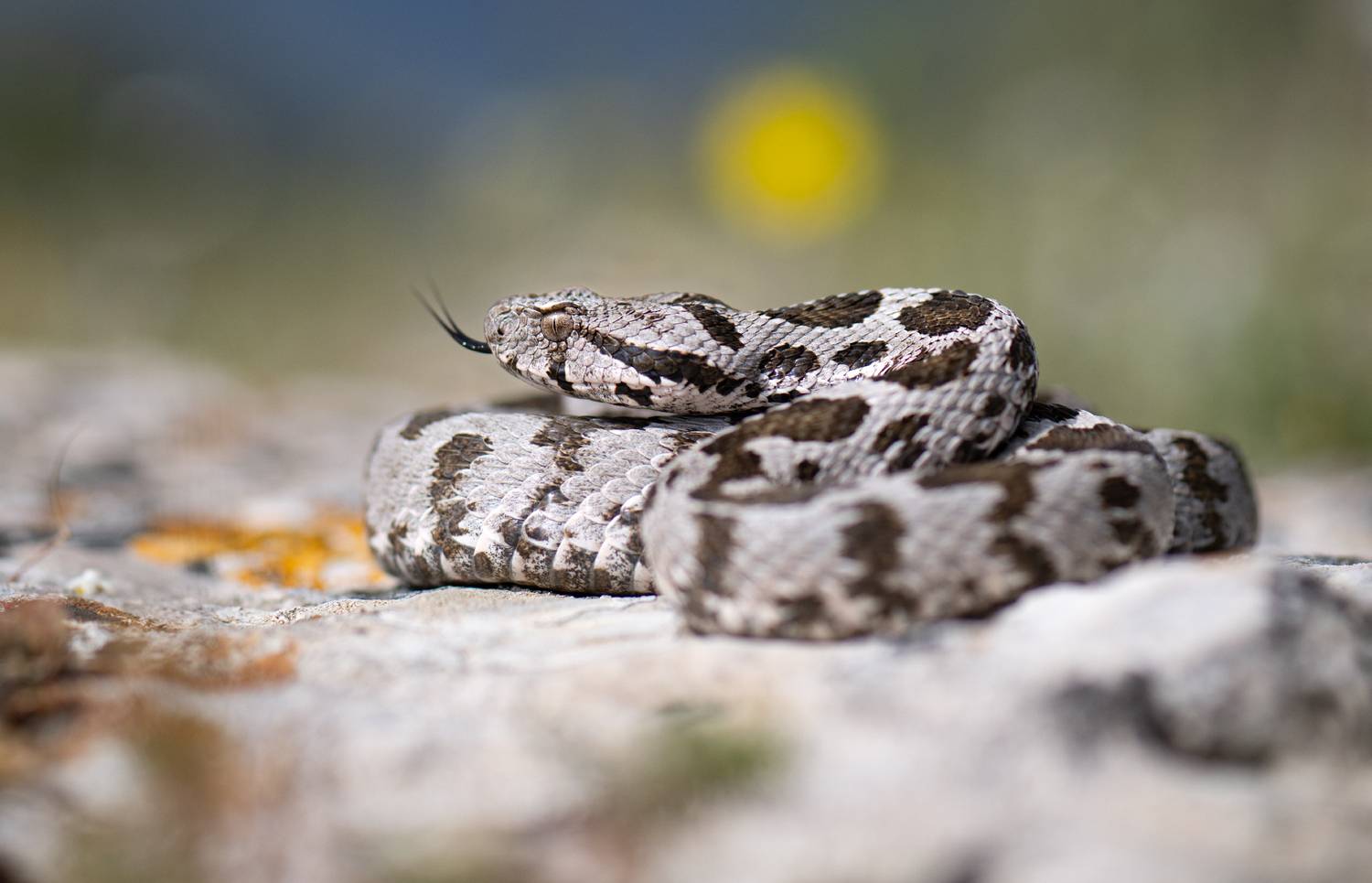 , Мартин Попов