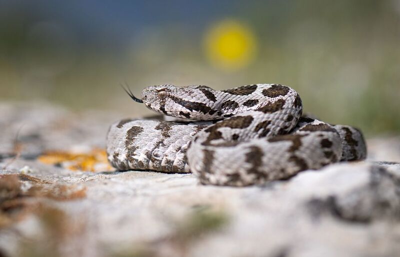 Малоазиатская гадюка (Montivipera xanthina) фото превью