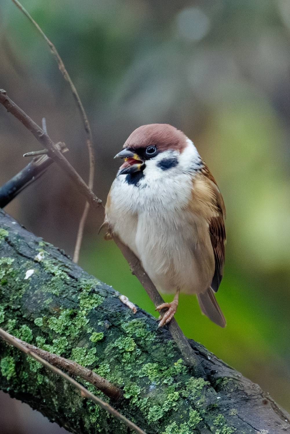 , ssmirs Сергей