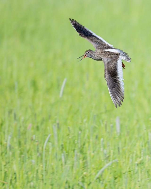 кулик, травник, птицы, красноножка Травник фото превью
