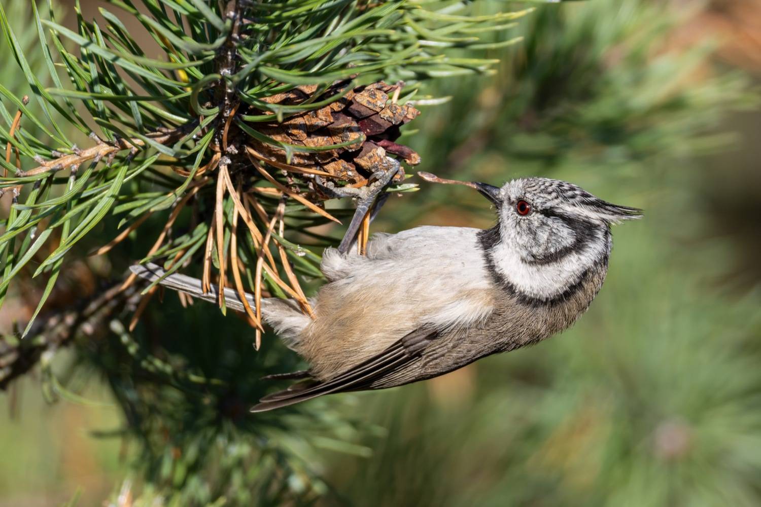 гренадерка, хохлатая синица, синица, птицы, Ruslan Pl