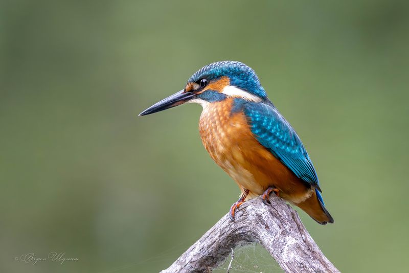 Сосредоточенная фото превью