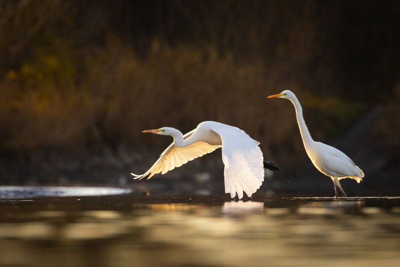 Herons фото превью