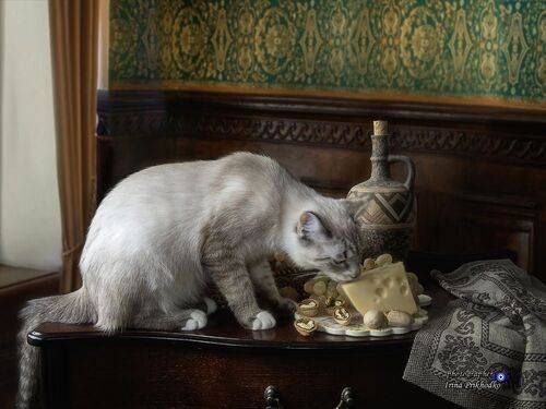 Сырный воришка