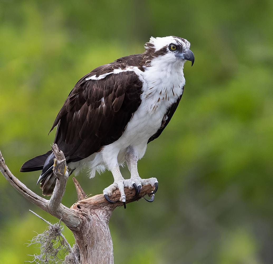 скопа, osprey, florida, флорида, хищные птицы, raptor, Etkind Elizabeth