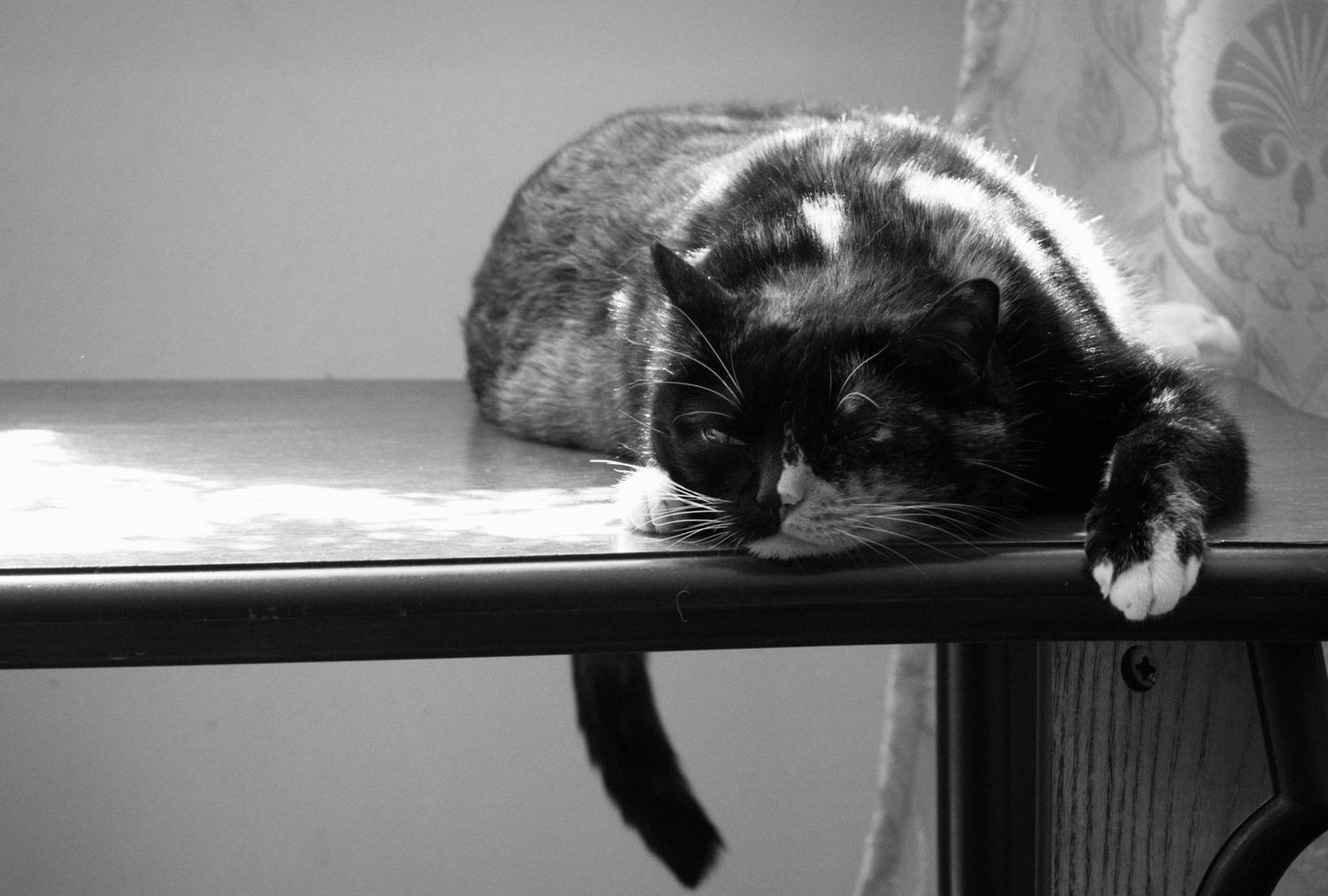 кошка, трехцветная кошка, кошко, кошачий вейб, лень, сумрачность, все достало, Чернышев Валерий