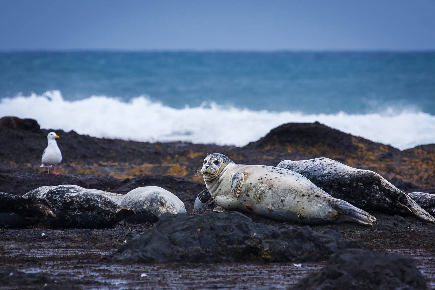 тюлени, морские млекопитающие, антуры, Уткин Дмитрий