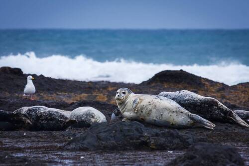 Залёжка тюленей