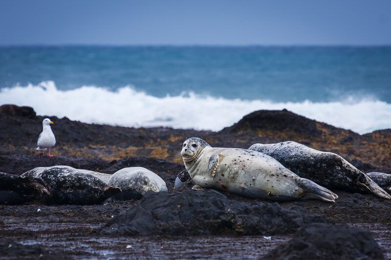 Залёжка тюленей фото превью