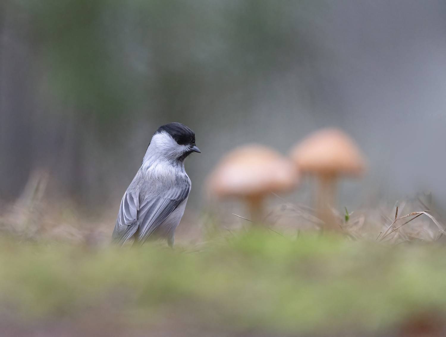 птицы,природа, осень, Андрей Киселёв