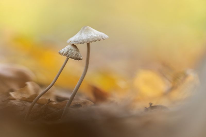 Осенний танец фото превью