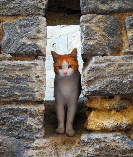 Привет турист!