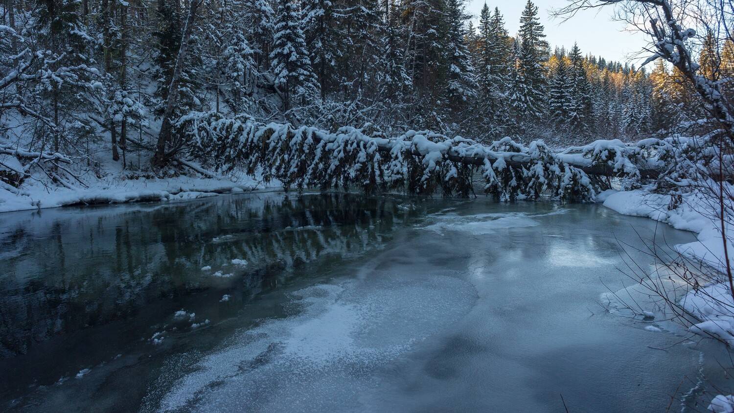 базаиха ноябрь, Беляев Юрий