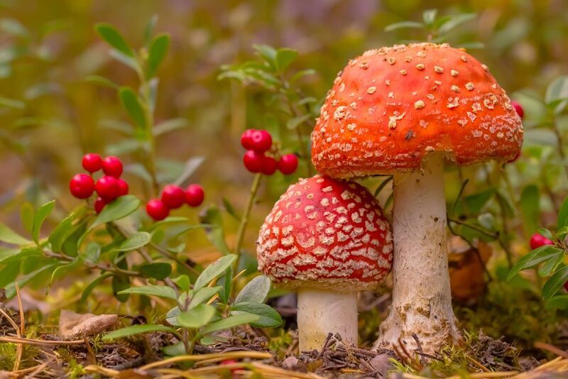 .... фото превью