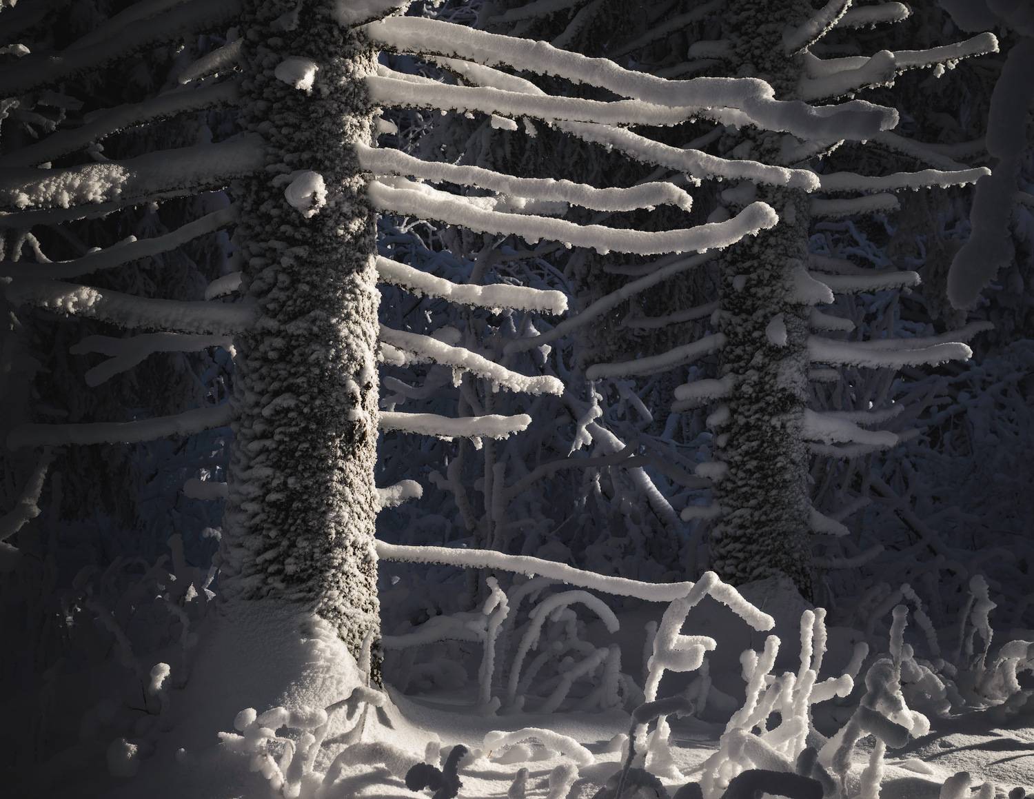 , Обухов Николай