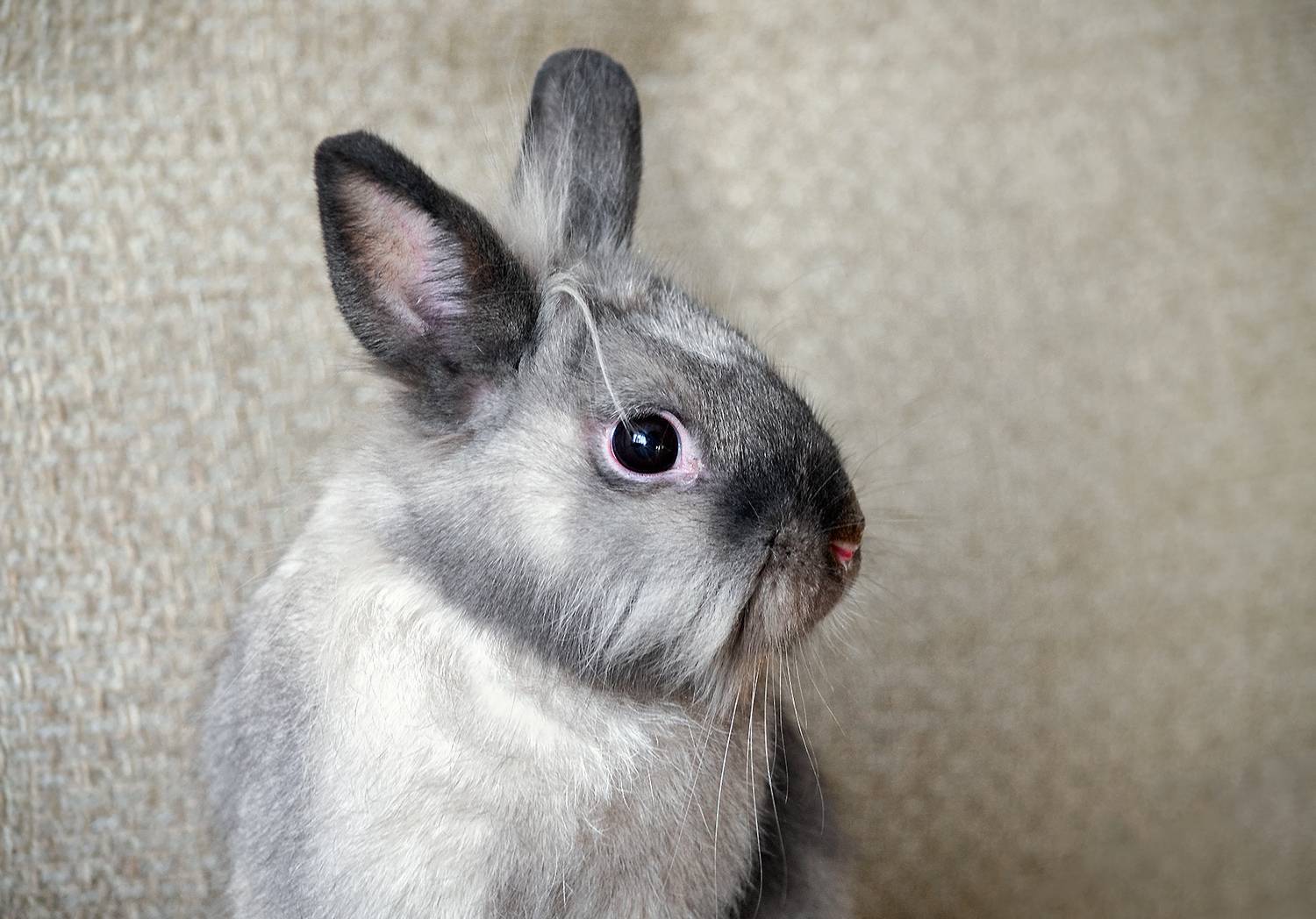 кролик, КарОл