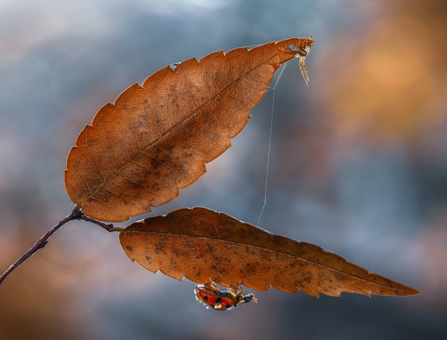 ladybug, spider, leaves, leaf, autumn, beetle, insect, flower, macro, bugs, ladybird,, Atul Saluja