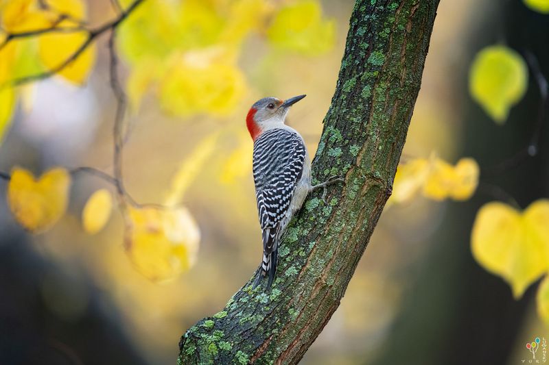 Red Bellied Woodpecker фото превью