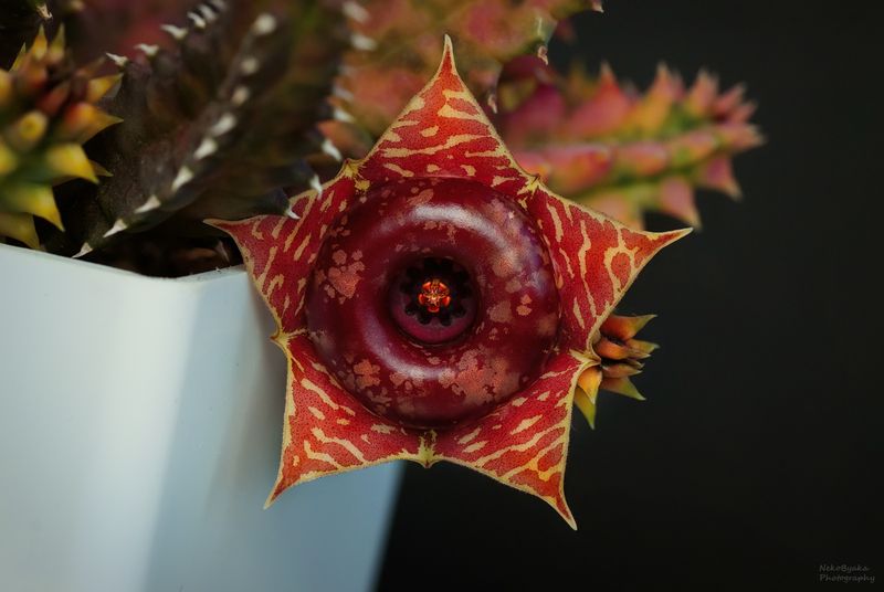 Гуэрния Зебрина вариегатная (huernia zebrina variegata) фото превью