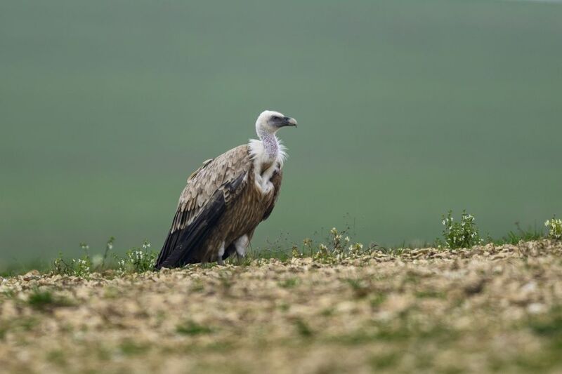 Белоголовый сип фото превью