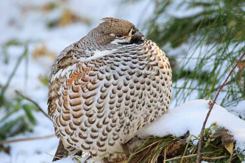 Надувной шарик