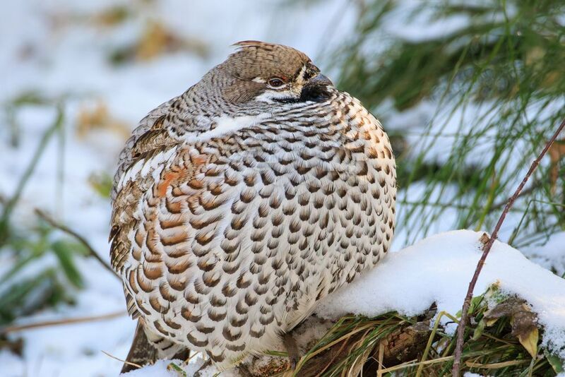 Надувной шарик фото превью