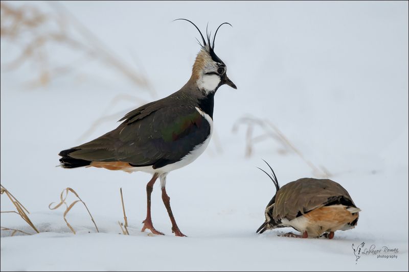 Семейные разборки фото превью