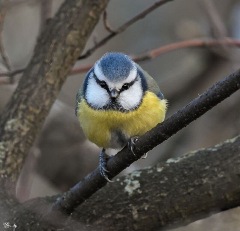 Лазоревка фото превью