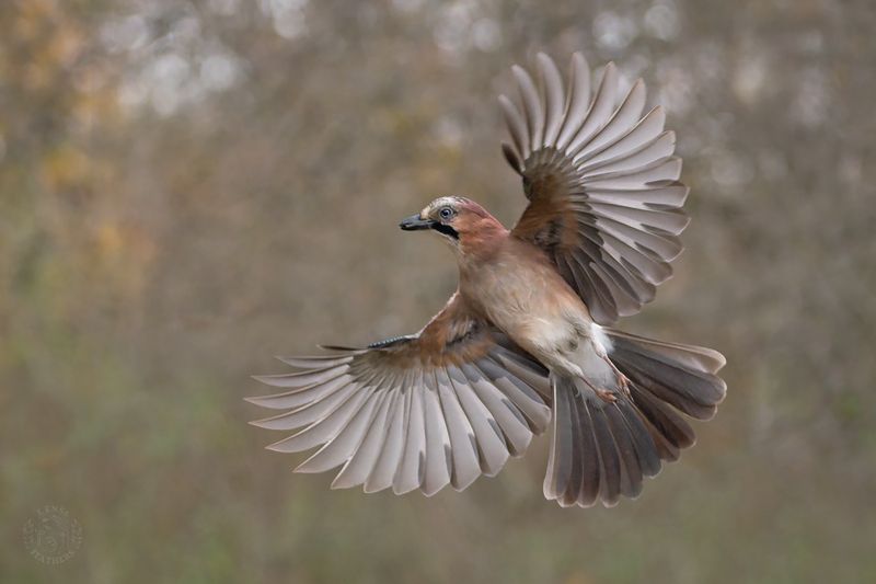 Сойка - Lens and Feathers фото превью
